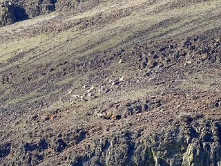 Bighorn sheep across the canyon.