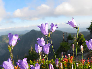 Scotch bluebell (Campanula rotundifolia), aka common harebell.