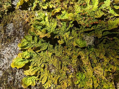 Cool lichen