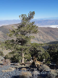 Stately Limber Pine; Telescope Pk Death Valley NP, CA