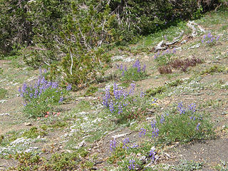 Flowers on Buckhorn.