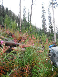 Navigating blowdown in the 1998 burn area