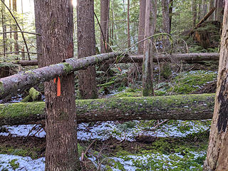 Someone had left flags along the lower part but not in places that made much sense. Who would want to fight through this blowdown?