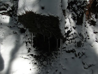 Icicles on Mt. Si trail.