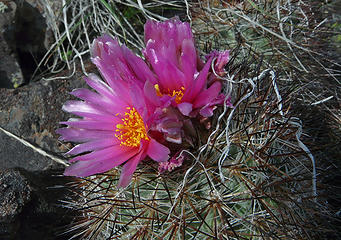 Hedgehog cactus