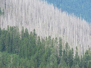 Burned trees on Shoofly