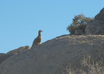 Chukar partridge