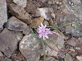 Scalloped Onion