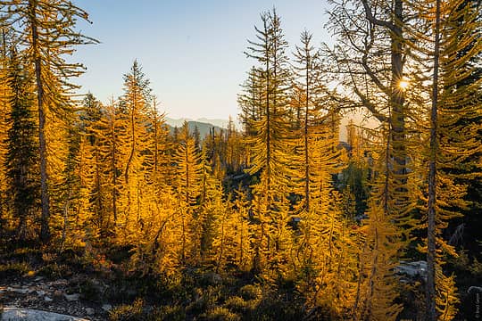 Also Larches in the morning