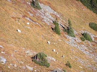 Mountain goats in slope below Skyscraper