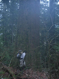 Gimpilator walks by old-growth tree...