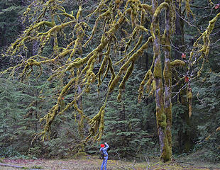 Photographer and tree