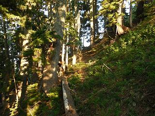 across a few steep clearings an into steep open forest along the old trail