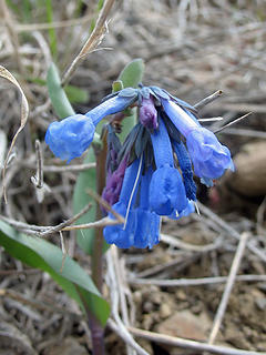 Bluebells