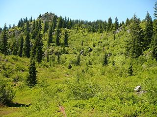 Cow Heaven brushy subalpine areas