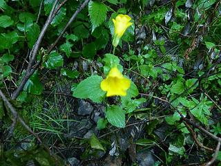 Yellow Monkey Flower