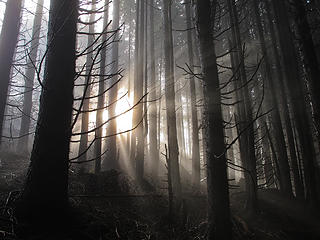 Sun Rays 3 Tiger Mtn Summits, From chirico, through Poo top, 01/22/11