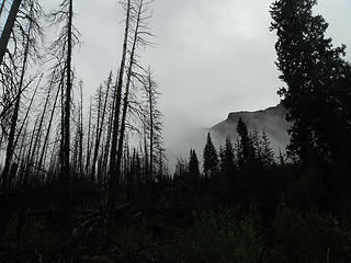 The 1998 burn created a ghost forest