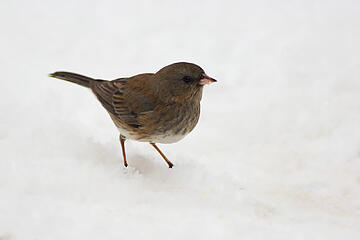 2- Dark-eyed Junco