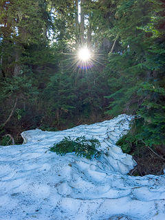 Sun through the trees