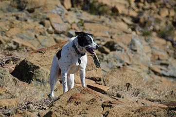 Watchful dog