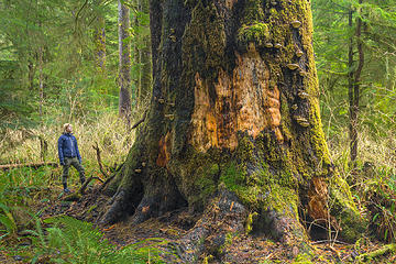 Carmanah Walbran Provincial Park 
-Vancouver Island, Canada Portfolio: <a href="http://www.lucascometto.com" target="_blank">www.lucascometto.com</a>