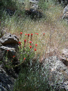 Blooms