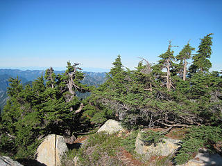 Alpine conifers