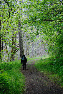 Forest reclaiming the Dose road