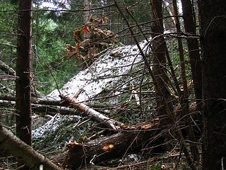 Lofty Rootball at snout of Avalanche