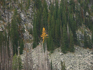 Lonely larch