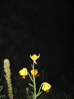 Lillies at night