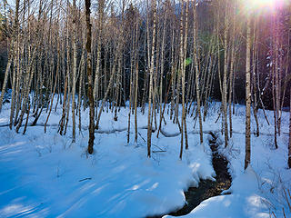 skinny white trees