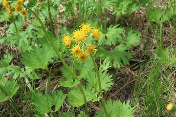 Silvercrown (Cacaliopsis nardosmia)