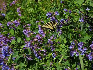 Torn-winged Tiger Swallowtail