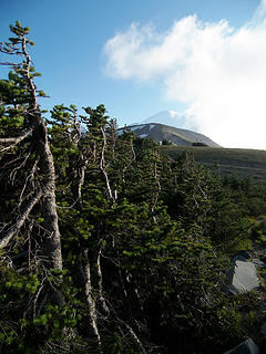 Mt. Rainier from Sourdough Ridge Trail