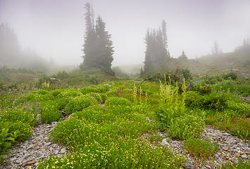 wildflowers and fog in La Crosse basin
