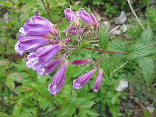 More Flowers