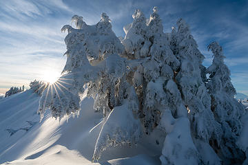 Snowy Tree Monster