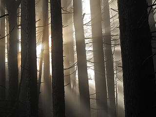 Sun Rays 3 Tiger Mtn Summits, From chirico, through Poo top, 01/22/11