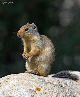 Columbia Ground Squirrel