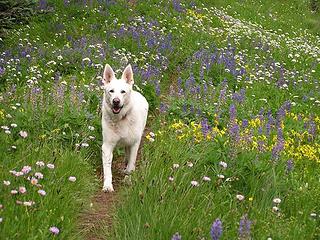 Fields of flowers