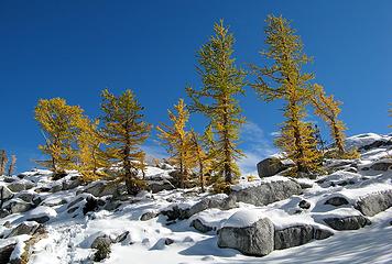 Hilltop larches