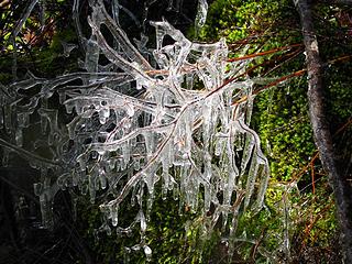 Iced Branch