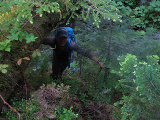 forest scrambling