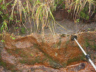 Tephra from the Schreibers Meadow cinder cone and Mount Baker is found in several places on the Scott Paul trail. In this view, below the saddle on the eastern part of the trail,    9500 yBP (Years Before Present) reddish scoria (SC from Schreibers Meadow cinder cone) is lowest, covered by a thin discontinuous  layer of tephra from Sherman Crater, where the pole tip is (OP , 6700 yBP), then on top is  gritty black ash known as BA (6600 yBP).  Abundant deposits of SC are easily seen in roadcuts along the last half mile of the road to the trailhead.