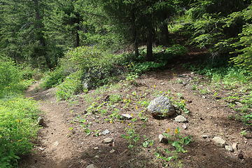 Wolf Creek trail (left), Milton Mountain trail right