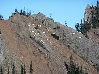 Goats above trail