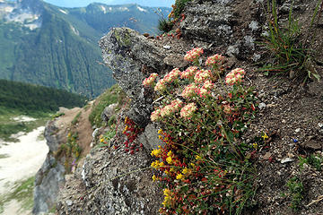 Flowers along the ledge