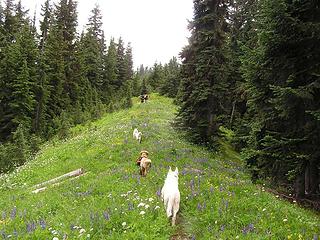 Along the Cady Ridge trail